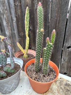 Cactus plant