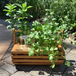 Herb Baskets / Lettuce,Tomato Cilantro Planters / Huge Zucchini Plants And More