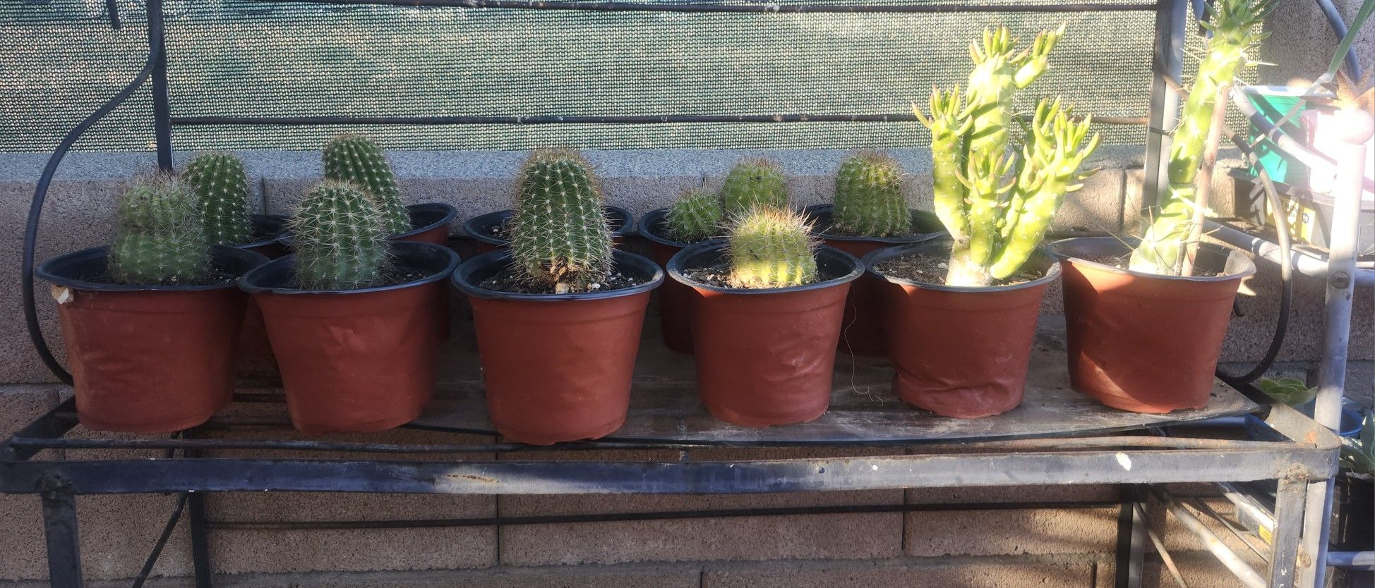 Cactus Plant In 4" Pot. 