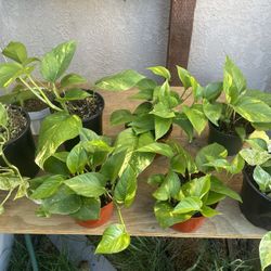 Pothos 