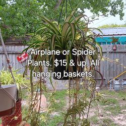 AIRPLANE or SPIDER PLANTS. All In Hanging Baskets
