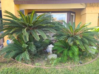 Free Sago Palms - You dig it & remove