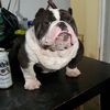 sal