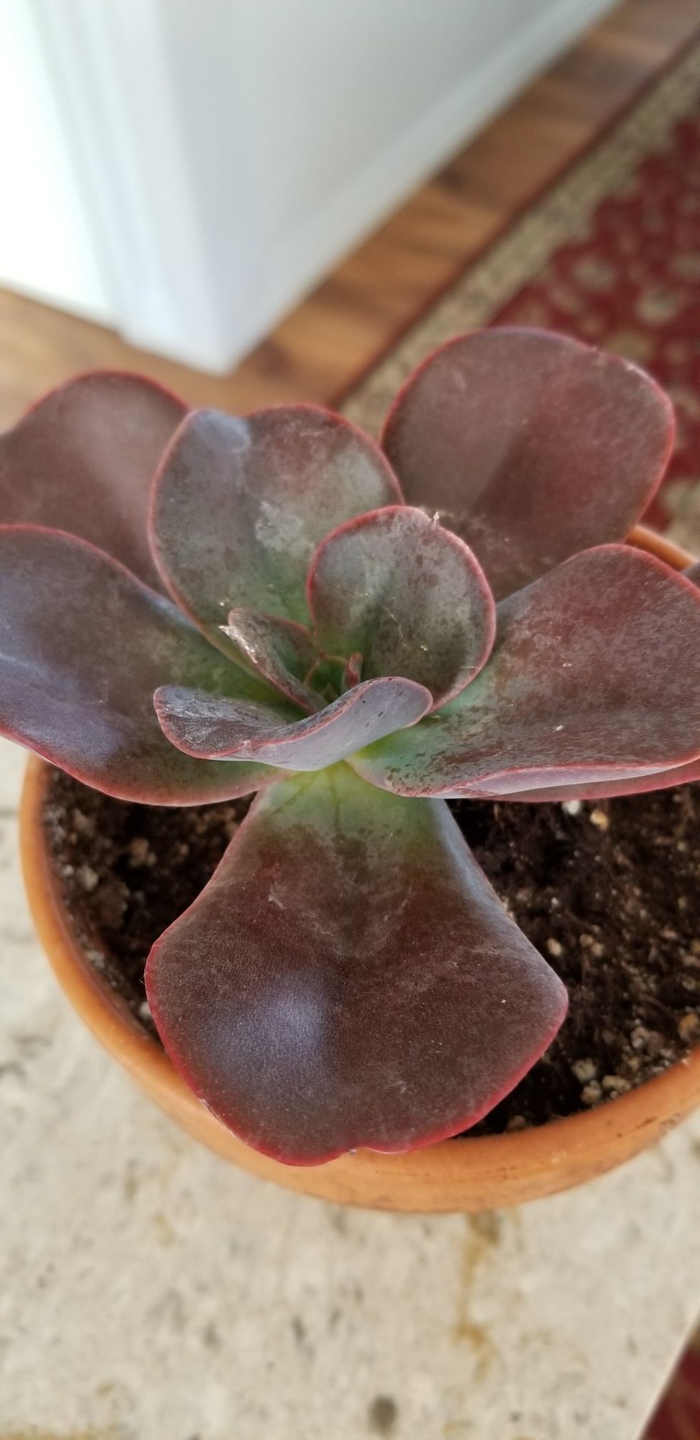 succulent plants