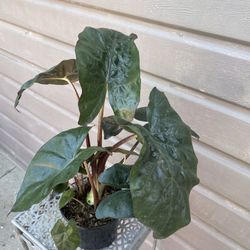 5” alocasia yucatán princess