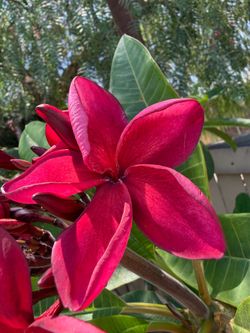 Plumerias