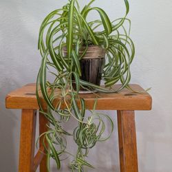 Spider Plant