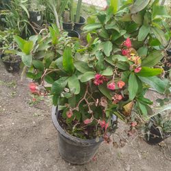 Crown Of Thorn Succulent Plant