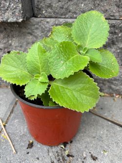 Mexican oregano