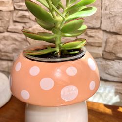 🎁 Jade House Plant In Cute Ceramic 5"H Pot.