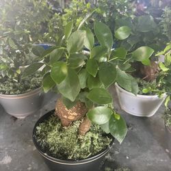 Bonsai In 6” Ceramic Pot. SPECIAL PRICE 🤩