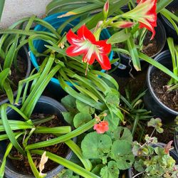 Amaryllis’s Flowers Pots