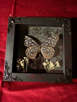 Real Butterfly Specimen Shadow Box Frame