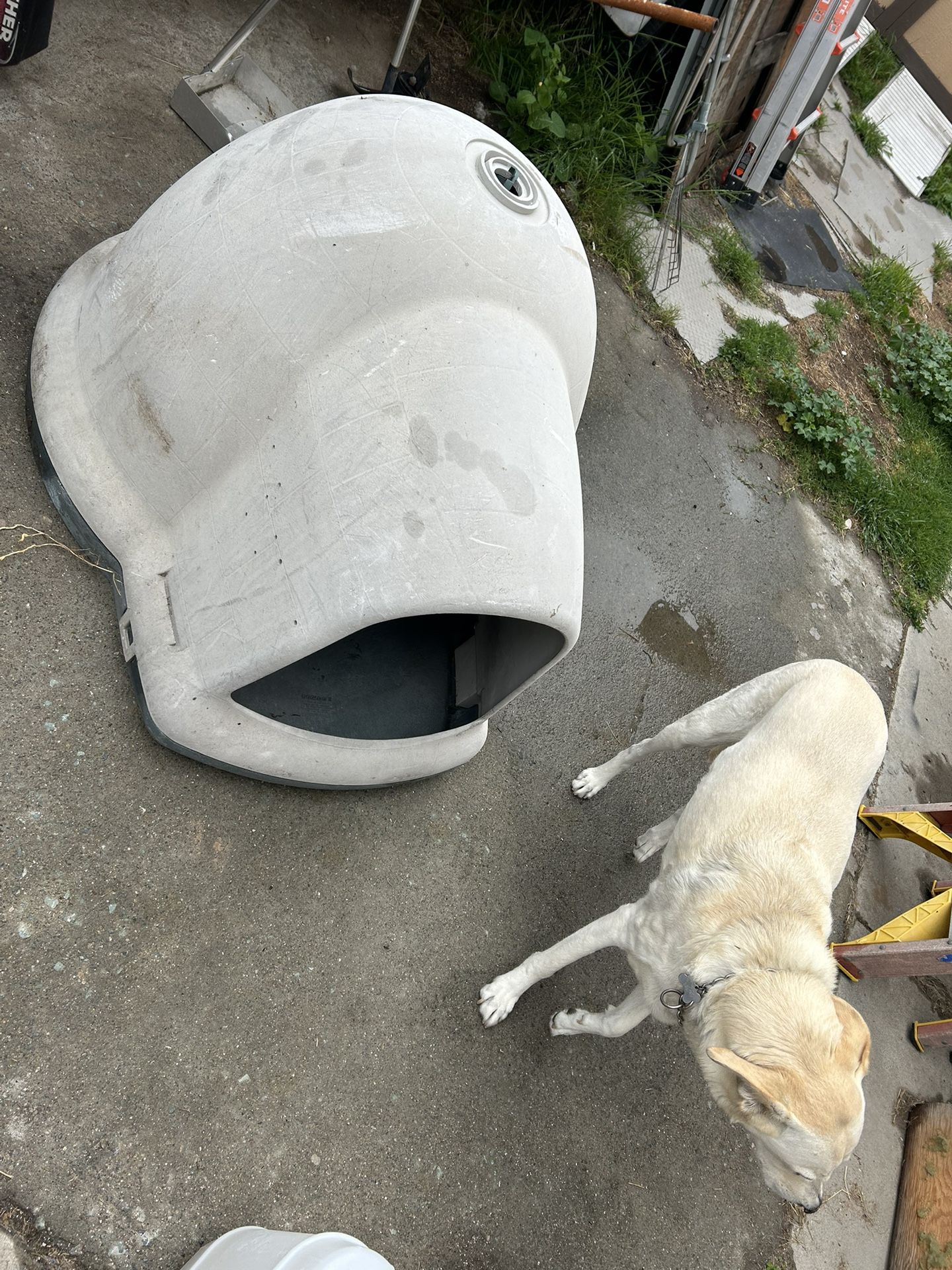 Dog House