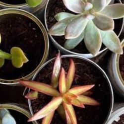 Succulents In Containers 