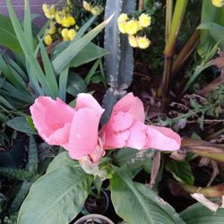 Cana Lili Color De Rosa