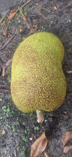 Fresh green Whole Jackfruit
