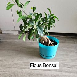 ficus bonsai