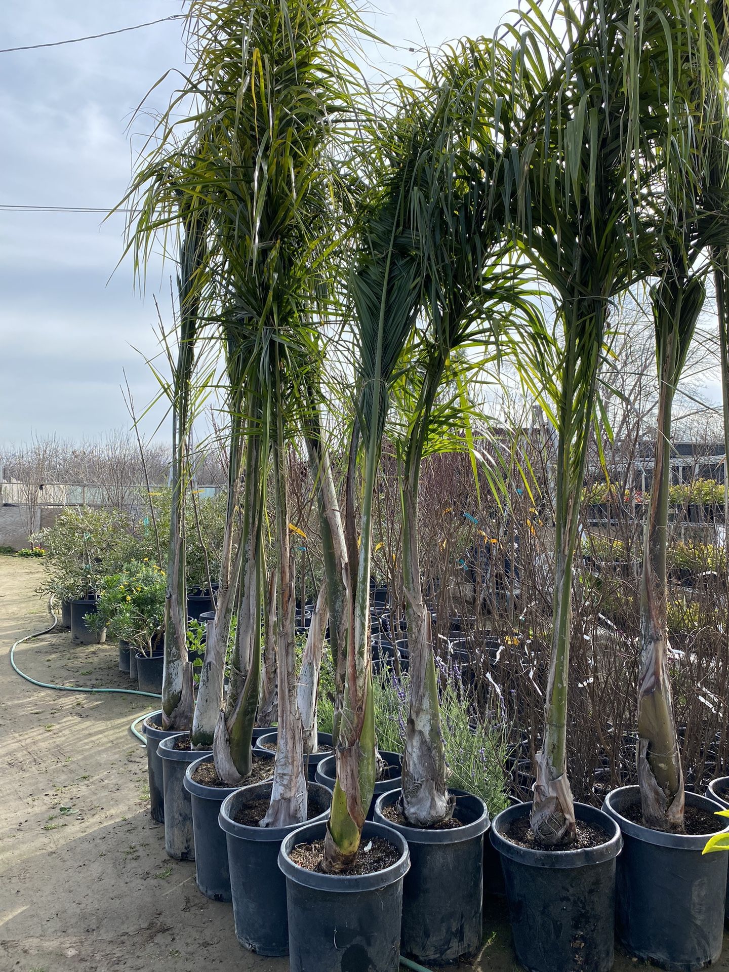 Queens Palms 65$ Each In 15 Gallon Large Tall Trees