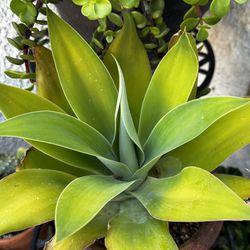 Fox Tail Agave Live Plant 🪴