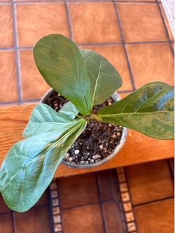 Small Fiddle Leaf plant
