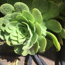 Succulent For Sale
