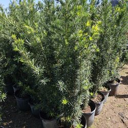 Podocarpus Tall Full Green  Fertilized  Ready For Planting Instant Privacy Hedge  Same Day Transportation 