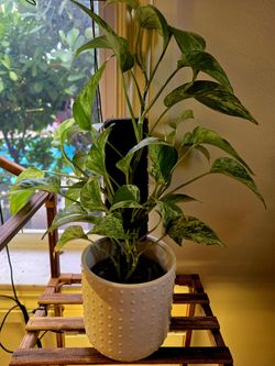 Plant Arrangement