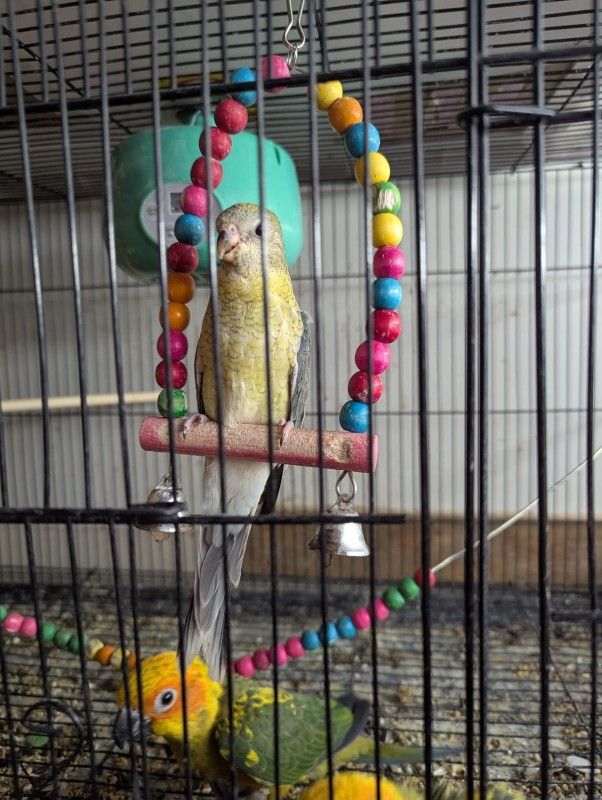 Bird cage