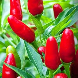 2 Thai Very Hot Red Pepper Seedling Plants Fully Rooted