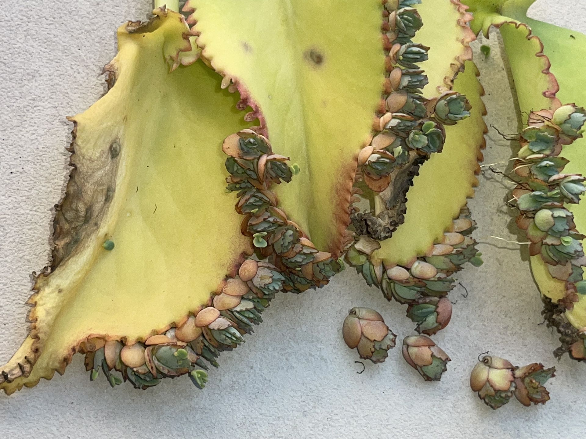 Mother of Thousands Plants - 4 Leaf Kalanchoe daigremontiana - Mexican Hat Plant Succulent