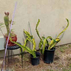 Dragon fruit plants