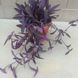 Purple  Plant 