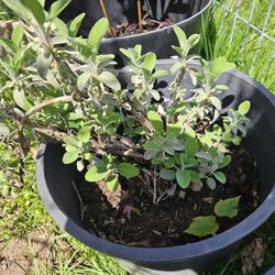 LRge OREGANO  Plant   No Starts Sorry