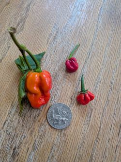 Habanero plant (large) with peppers