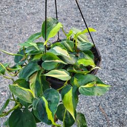 Philodendron Brasil Plant 8" Pot