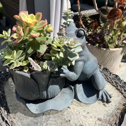 Many Beautiful Succulent Planters