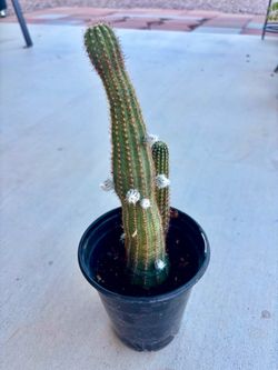 Cactus with 7 blossoms coming