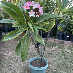 Pink Plumeria Plant 