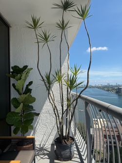 Large Dracaena Marginata Tree Plant