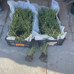 Planta De Cebolla Morada Y Blanca A Cinco Dólares El Bonche De 50