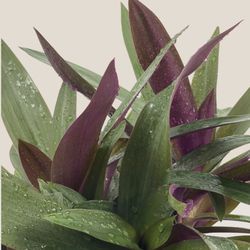 Rhoeo plants 🪴💜