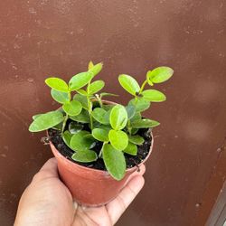 4” hoya cumingiana