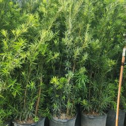 Spectacular Podocarpus Plants For Inmediate Privacy!!! 6 Feet Tall Measurements Over The Pot!! Fertilized! Excellent Price And Quality 