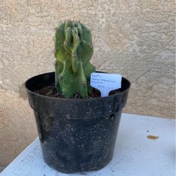 Cactus Cereus Hildmannianus