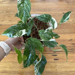 Epipremnum Pinnatum Albo Bundle Plant