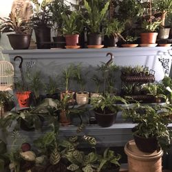 Pet Safe Plants For sale!!!
