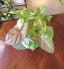 🌸 Syngonium Confetti Plant🪴