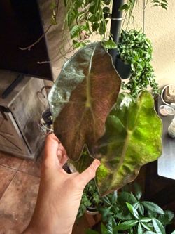 Alocasia pink Polly mint ghost