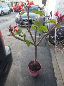 Plumeria tree.